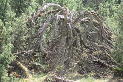Westruper Heide im Münsterland / Nordrhein-Westfalen