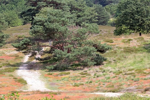 Westruper Heide im Münsterland / Nordrhein-Westfalen