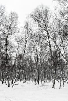 Winter landscape with birch trees. Trunks of birches in snowy forest.