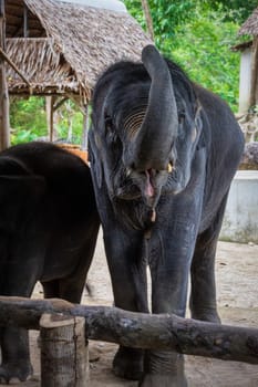Happy Thai elephants, Elephas maximus indicus, with raised trunk on thatched house and jungle background, Phang Nga, Thailand