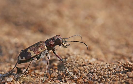 Dune ground beetle Cicindela hybrida from Sandhausener Düne Pflege Schönau