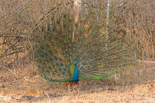 Male Peacock Showing his Full Display in the Forest in Nagarhole National Park in India