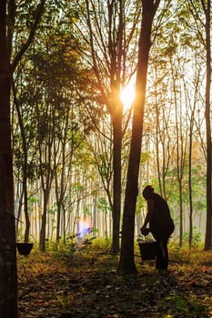 Para rubber tree, Latex rubber plantation and tree rubber with sunlight flare mornig light in southern Thailand