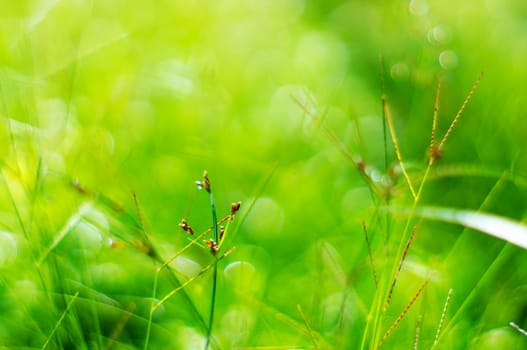 Abstract light bokeh green nature from green grass in sunlight