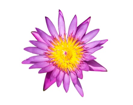 Purple lily water or lotus flower in the basin very fresh isolated on white background with clipping path
