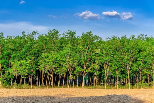 Para rubber tree, latex rubber plantation and tree rubber in southern Thailand