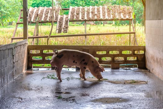 Breeder red pigs on a farm in rural countryside
