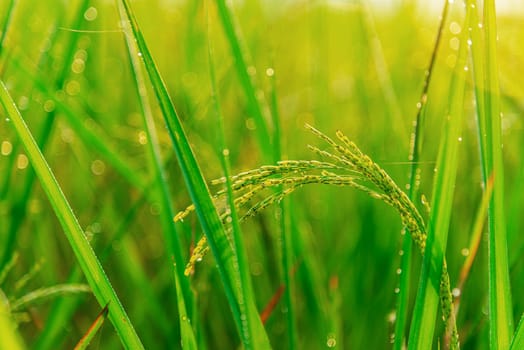 Rice plant with sunrise or sunset and flare over the sun in moning light