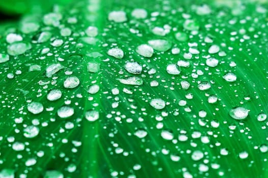 Green leaf with bubble drop on leaves blurred background