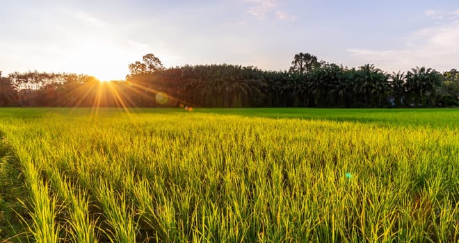 Rice field panorama with sunrise or sunset and sunbeam flare over the sun in morning light