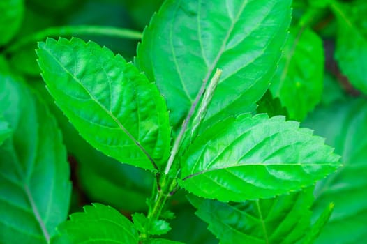 Green leaf herbal with sunlight blurred background