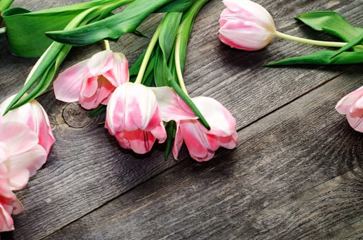 Bouquet of pink tulips on the background of old wooden boards with a place for the inscription, toned.
