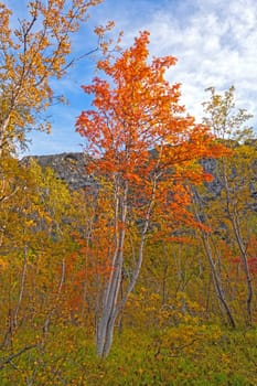 Colorful Rowan Trees in the Fall in Asbyrgi, Iceland