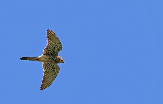Kestrel Falco tinnunculus flies over the litter meadows at Federsee