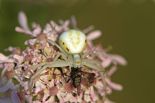 White crab spider Misumena vatia with captured fly