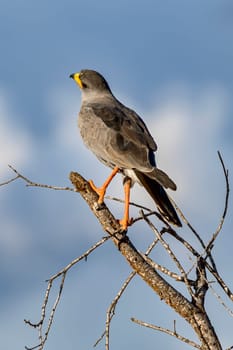 White-rumped Goshawk (Melierax poliopterus),Tsavo West National Park,Kenya,East Africa