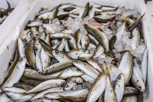 Styrofoam boxes of tiny freshly caught fish on a fishermen boat in Zakynthos Port, Zakynthos City, Ionian island, Greece