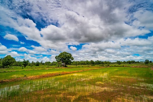 Landscape Rice Paddy, agriculture field with sky and cumulus clouds