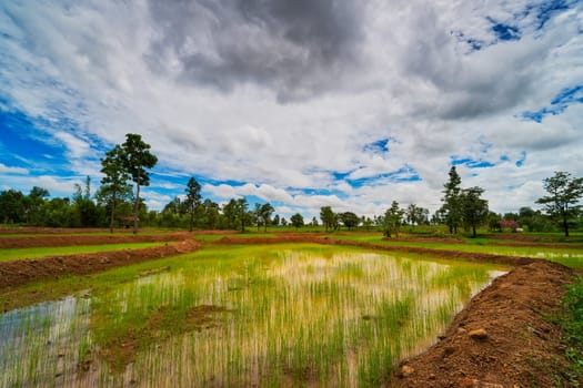 Landscape Rice Paddy, agriculture field with sky and cumulus clouds