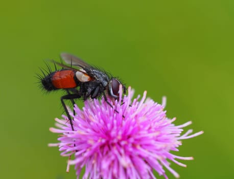 red-spotted caterpillars fly