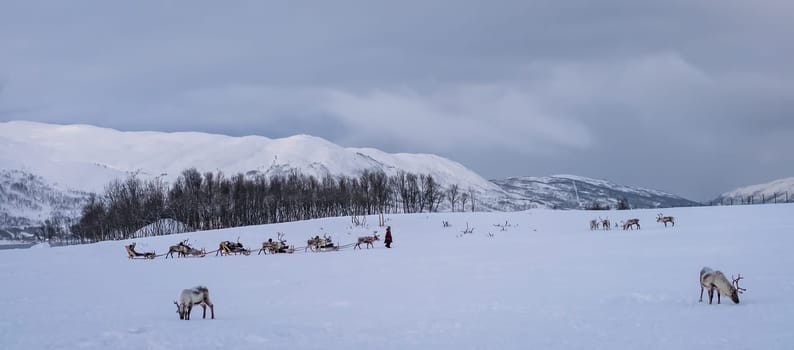 Tromso, Norway -  December 2018 : Reindeers pulling sleighs with tourists in snow, Tromso region