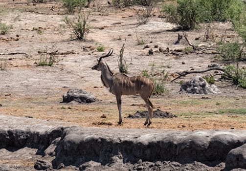 Greater Kudu in Khaudum National Park Namibia