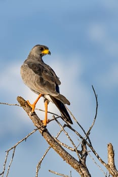 White-rumped Goshawk (Melierax poliopterus),Tsavo West National Park,Kenya,East Africa