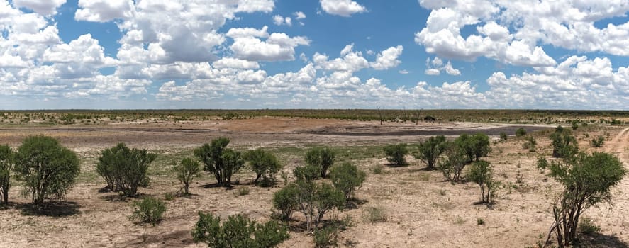The landscape of Khaudum National Park at the end of the dry season Namibia