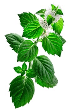 Peppermint (Mentha piperita) flowering plant, isolated