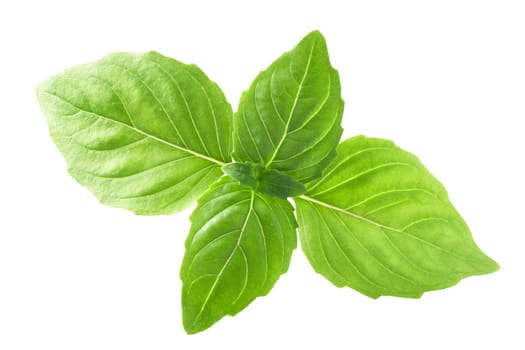 Thai basil (Ocimum sanctum) leaves, isolated