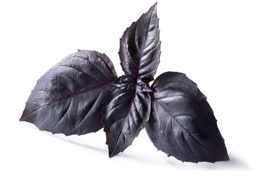 Purple Basil leaves (Ocimum basilicum var. purpurascens), isolated