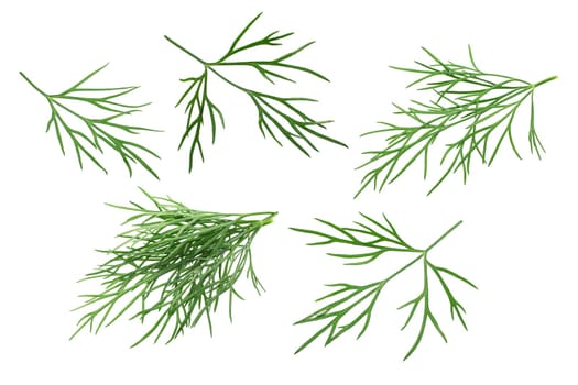 Dill leaves (Anethum graveolens), isolated