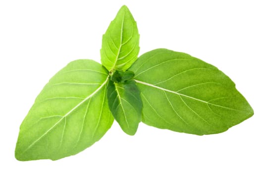 Thai basil (Ocimum sanctum) leaves, isolated