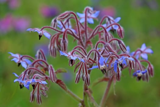 Sky blue flowers of borage Borage Borago officinalis