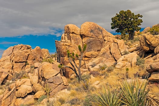 Worn Rocks and Sparse Vegetation on Teutonia Peak in the Mojave National Preserve in California