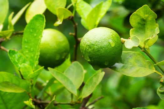 Lime Fruit On Tree, close up of citrus fruit