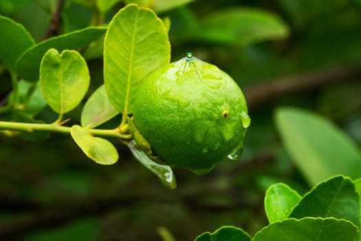 Lime Fruit On Tree, close up of citrus fruit