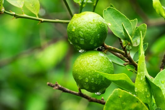 Lime Fruit On Tree, close up of citrus fruit