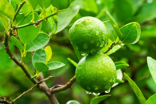 Lime Fruit On Tree, close up of citrus fruit