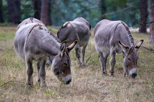 Three donkeys in the Sandhausen nature reserve Pflege Schönau
