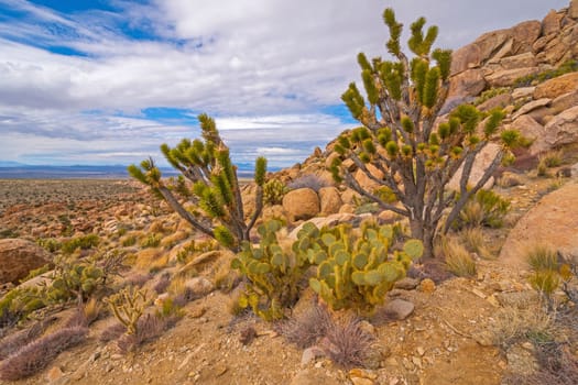 Desert Floral Display on Teutonia Peak in the Mojave National Preserve in California