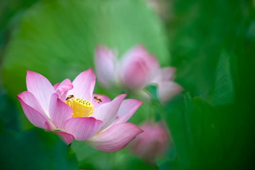 The Beauty pink lotus or water lily is in closeup in pond wiht two bee there