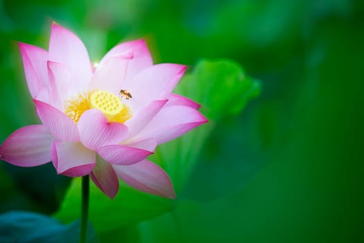 The Beauty pink lotus or water lily is in closeup in pond wiht two bee there