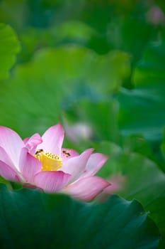 The Beauty pink lotus or water lily is in closeup in pond wiht two bee there
