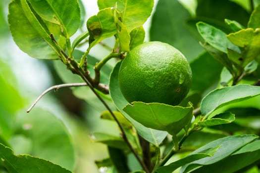 Lime Fruit On Tree, close up of citrus fruit
