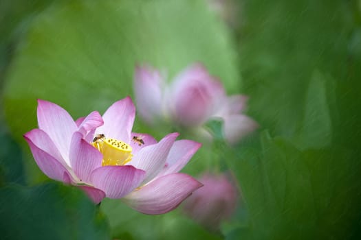 The Beauty pink lotus or water lily is in closeup in pond wiht two bee there