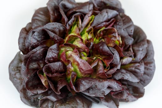 Salad head brown-green with water droplets close-up