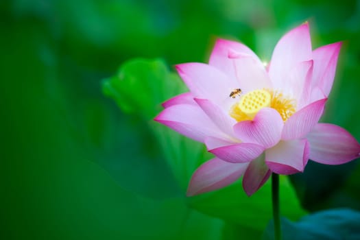 The Beauty pink lotus or water lily is in closeup in pond wiht two bee there
