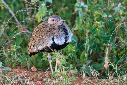 Black-bellied Bustard (Lissotis melanogaster),Tsavo West National Park,Kenya,East Africa.
