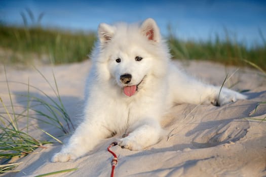 White puppy samoyed husky lying on the sand in the dunes, in the rays of the evening sun